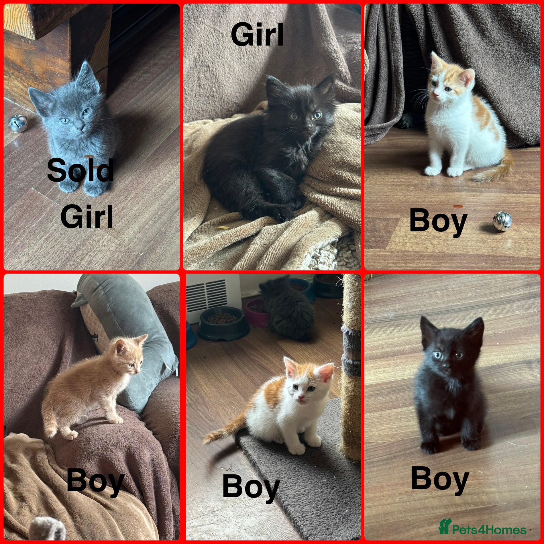 Mixed Breed cats 5 kittens left looking for new homes  - Advert 4