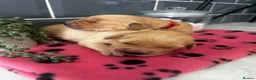Golden Retriever dogs for sale: 5 exceptional golden retrievers  - Advert 13
