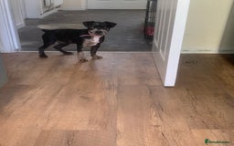Mixed Breed dogs for sale: 4 month old female - Image 4