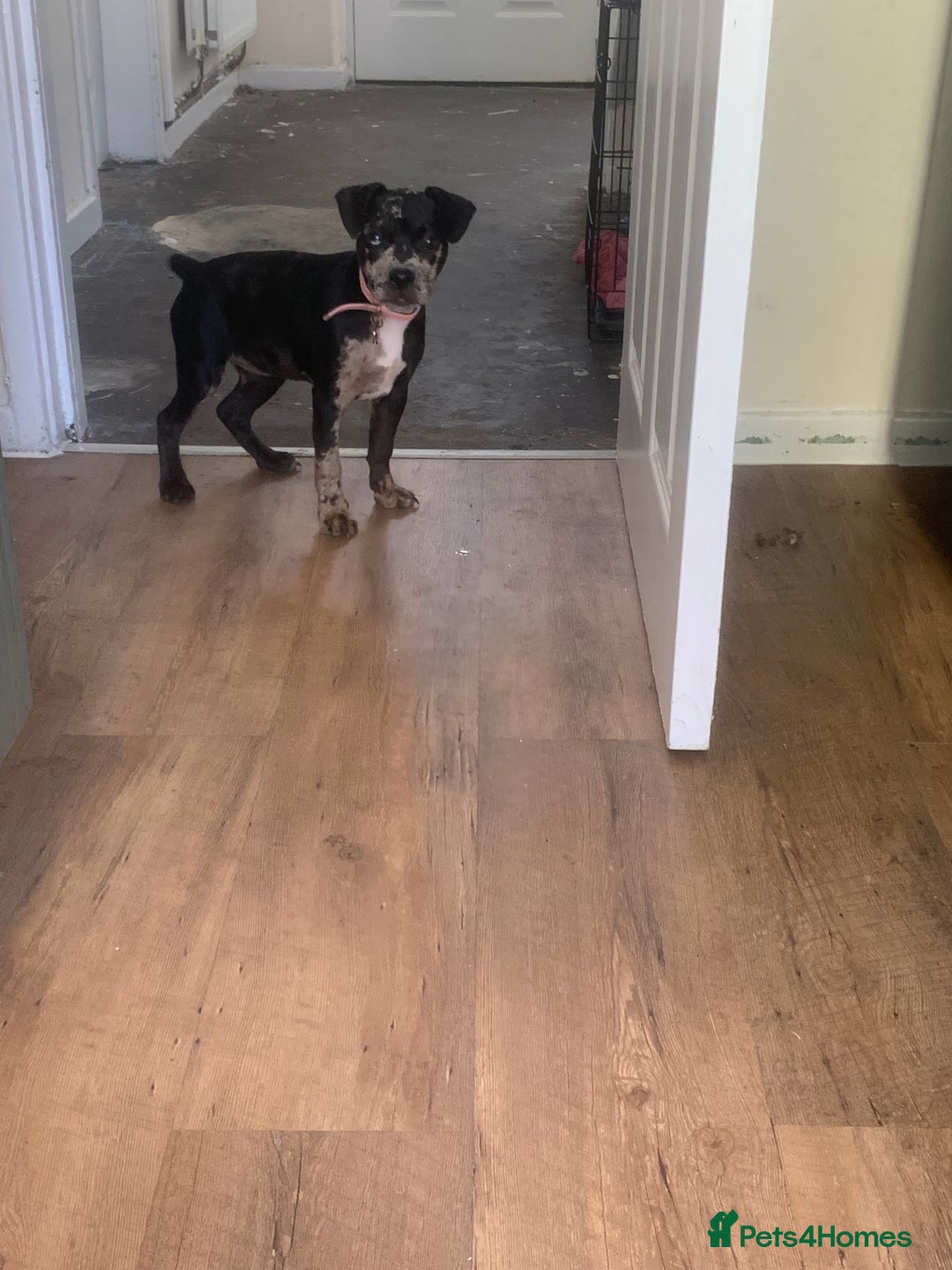 Mixed Breed dogs for sale: 4 month old female - Image 4