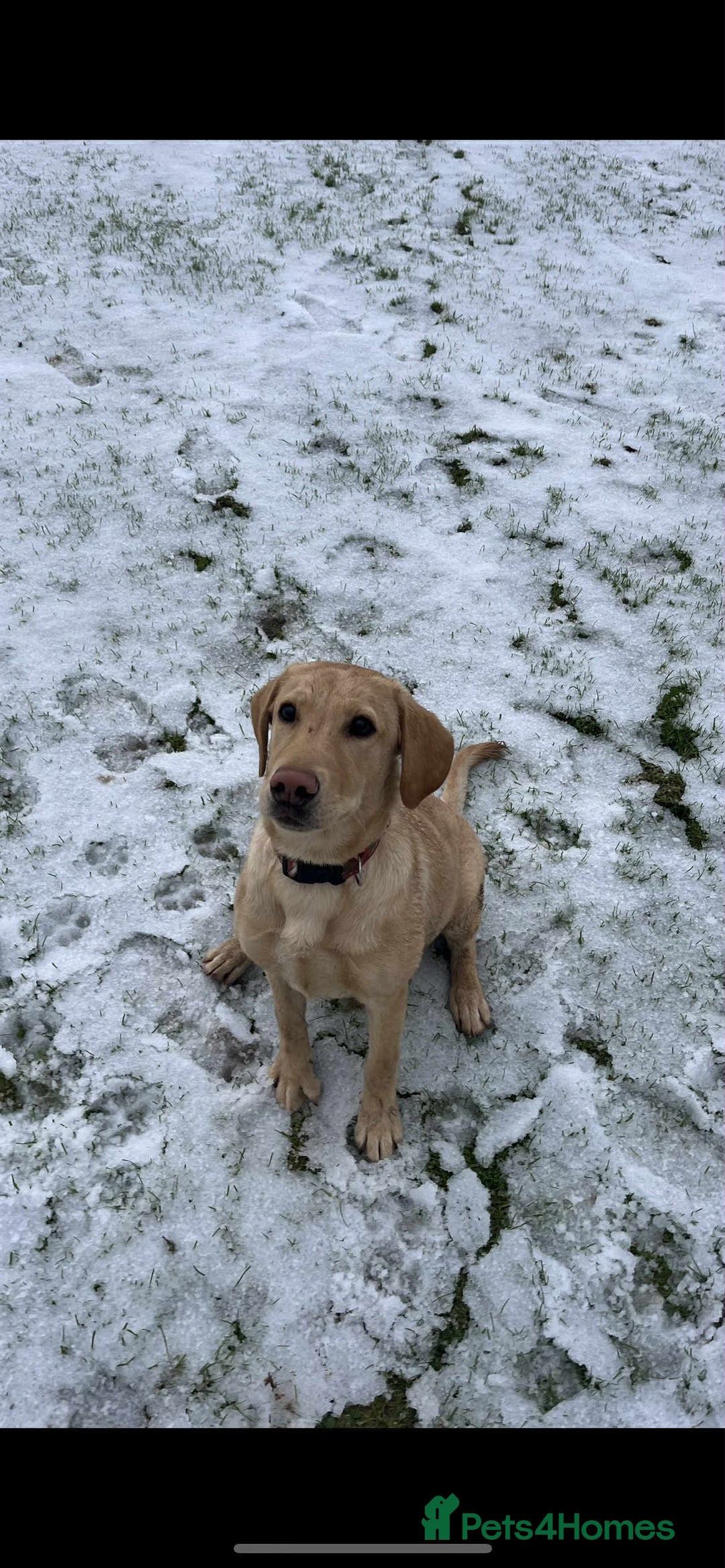 Labrador Retriever dogs for sale: golden lab for sale - Image 3