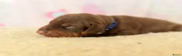 Dobermann dogs for sale: Exclusive Pedigree Dobermann Puppies.  - Advert 12
