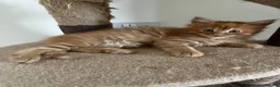 Maine Coon cats for sale: Beautiful Maine Coon Boy - Advert 11
