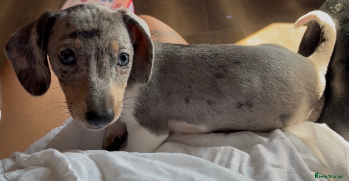 Miniature Dachshund dogs for sale: Beautiful miniature dachshund puppies  - Advert 1