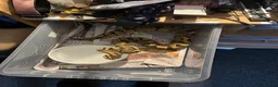 Python Snake reptiles for sale: Ball python  - Advert 3