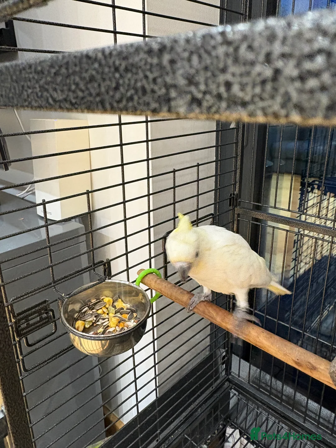 Cockatoo birds for sale: Cockatoo - Yellow Crested Sulphur Lasser Cockatoo - Advert 5