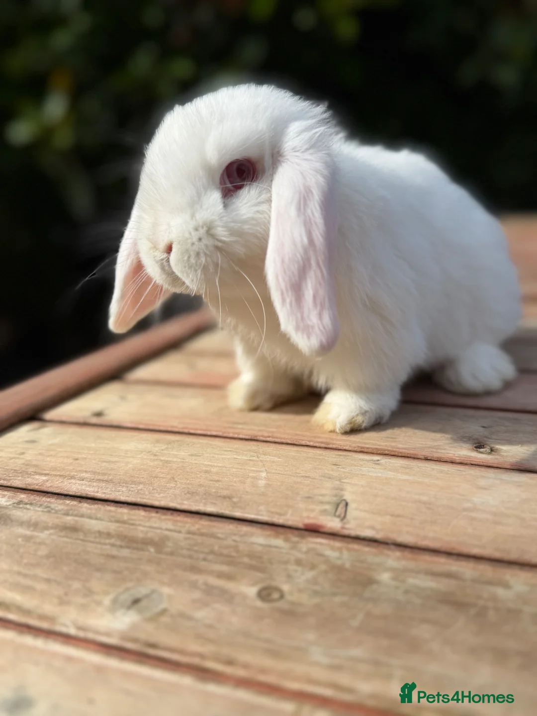 Mini Lop rabbits for sale: Beautiful mini lop babies  - Advert 1