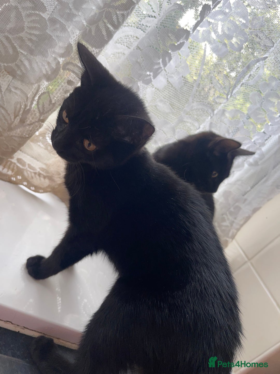 British Shorthair cats for sale: 2 black male kittens  - Image 8