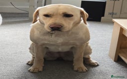 Labrador Retriever dogs for sale: Yellow Labradour  - Image 1