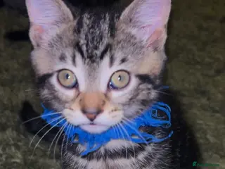 Mixed Breed cats Pure Tabby Kittens - Advert 4