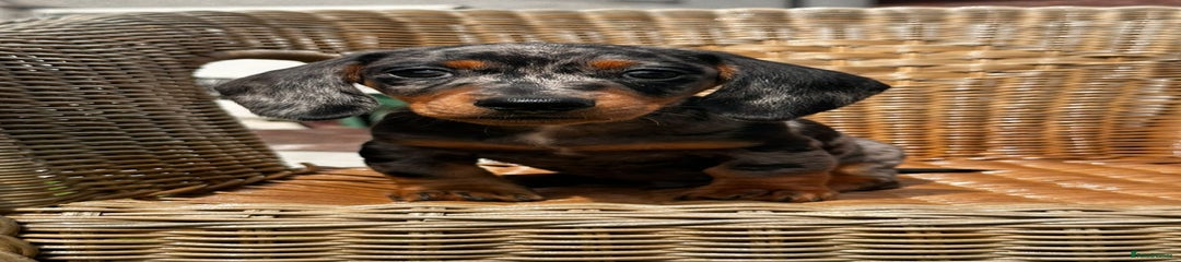Miniature Dachshund Puppy 1