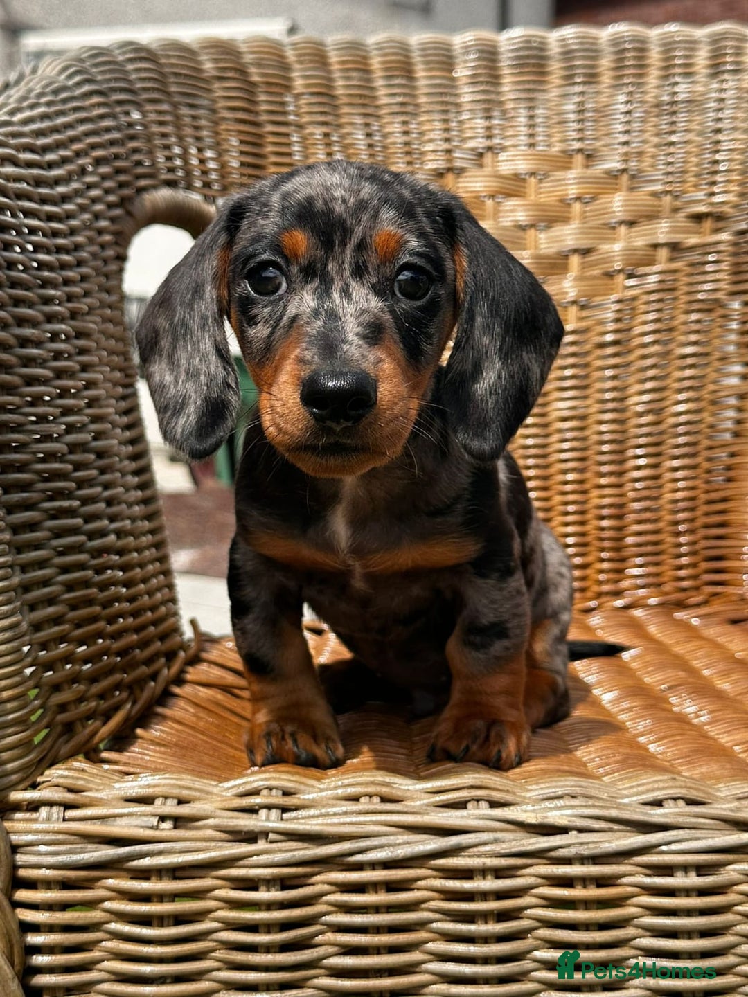 Miniature Dachshund dogs for sale: BEAUTIFUL MINIATURE DACHSHUND PUPPIES - Image 5