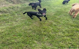 Mixed Breed dogs for adoption: Loving Beatrix looking For LOVE - Image 21