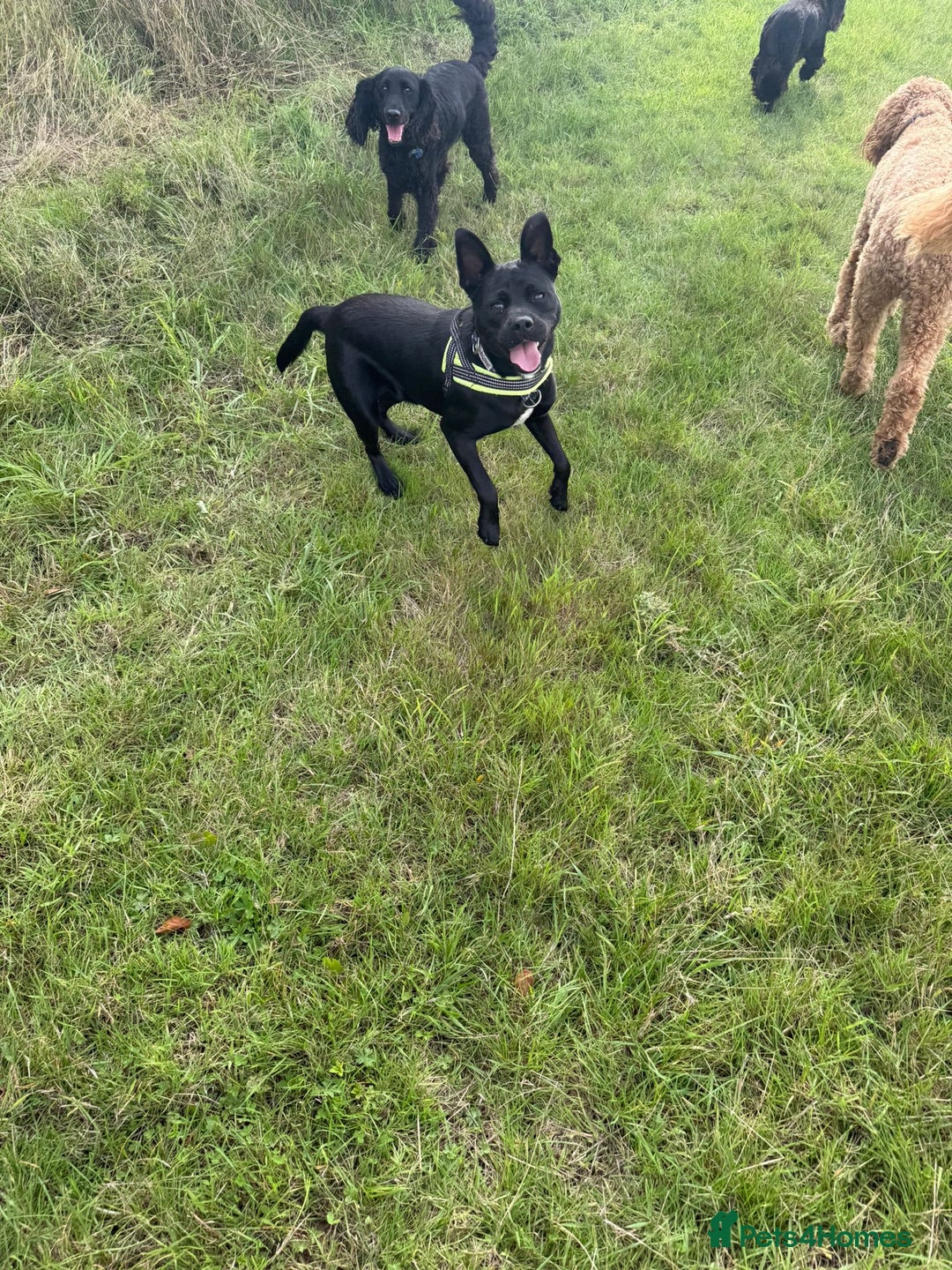 Mixed Breed dogs for adoption: Loving Beatrix looking For LOVE - Image 21