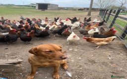 Cockerdor dogs for sale: Beautiful Cockerdor puppies for sale  - Image 17