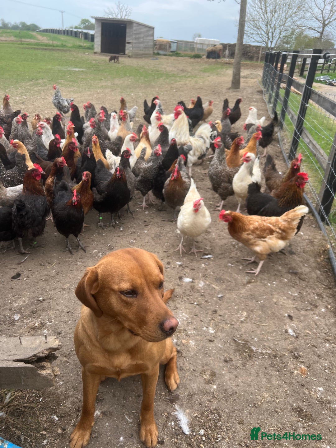 Cockerdor dogs for sale: Beautiful Cockerdor puppies for sale  - Image 17