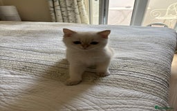 British Shorthair cats for sale: British Shorthair golden and silver - Image 9