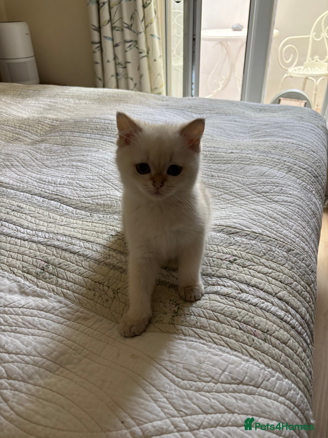 British Shorthair cats for sale: British Shorthair golden and silver - Image 9
