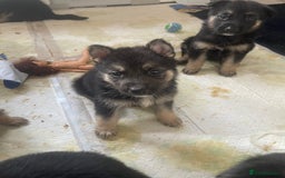 Shepsky dogs for sale: Beautiful puppies  - Image 2