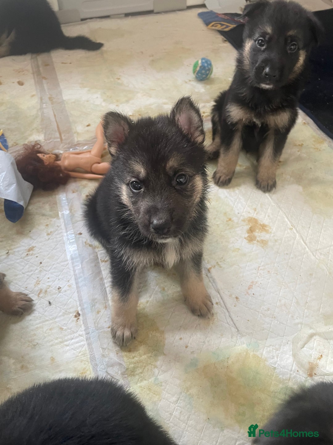 Shepsky dogs for sale: Beautiful puppies  - Image 2