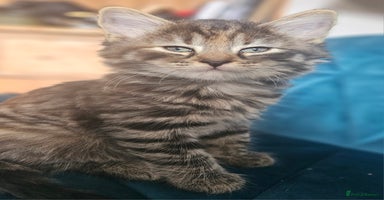 Mixed Breed cats - Advert 11