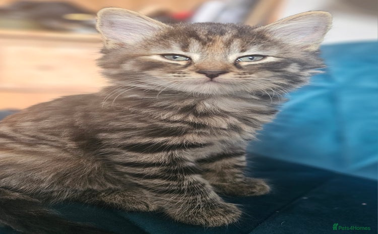 Mixed Breed cats - Advert 9