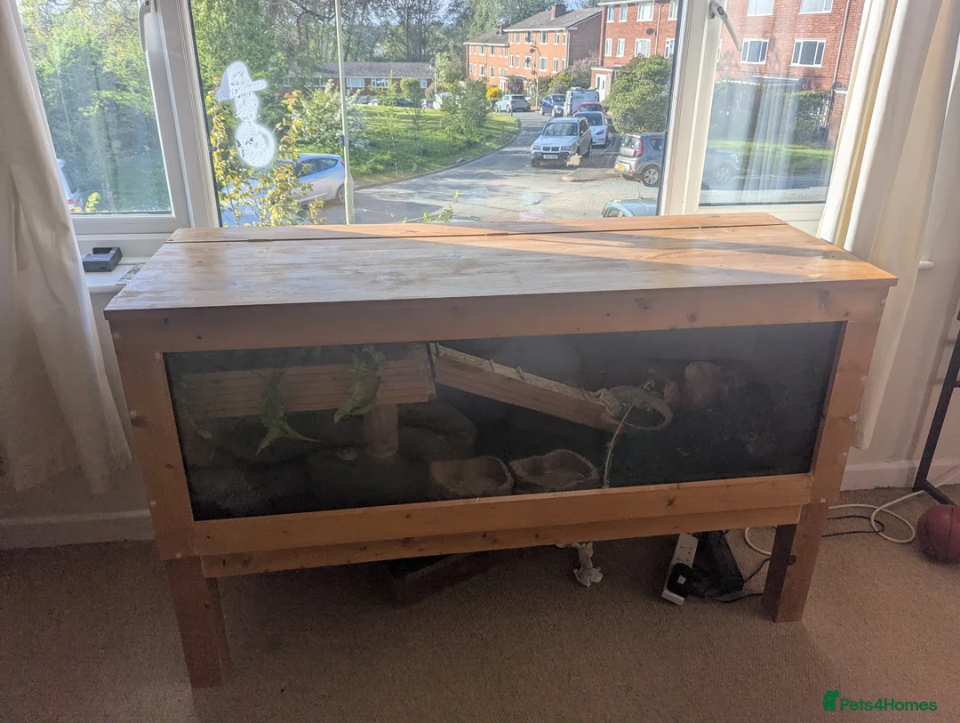 Bearded Dragon reptiles for sale: Bearded dragon  in Exeter - Advert 1