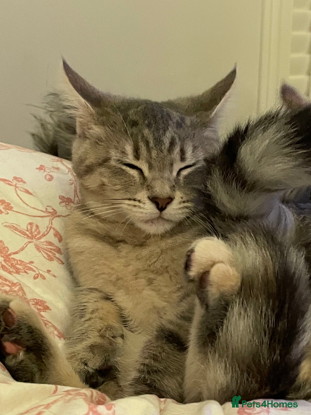 Mixed Breed cats for sale: Adorable female cats Looking for a Forever Home ! - Advert 10