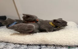British Longhair cats for sale: Beautiful blues - Image 2