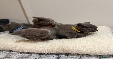 British Longhair cats - Advert 3