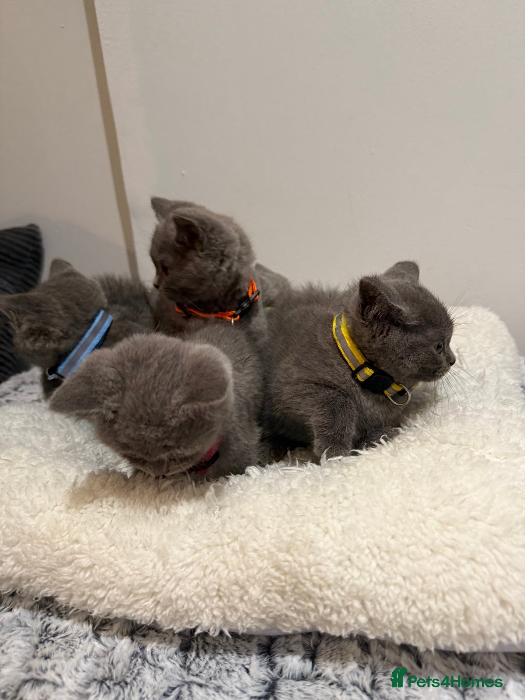 British Longhair cats for sale: Beautiful blues - Image 2