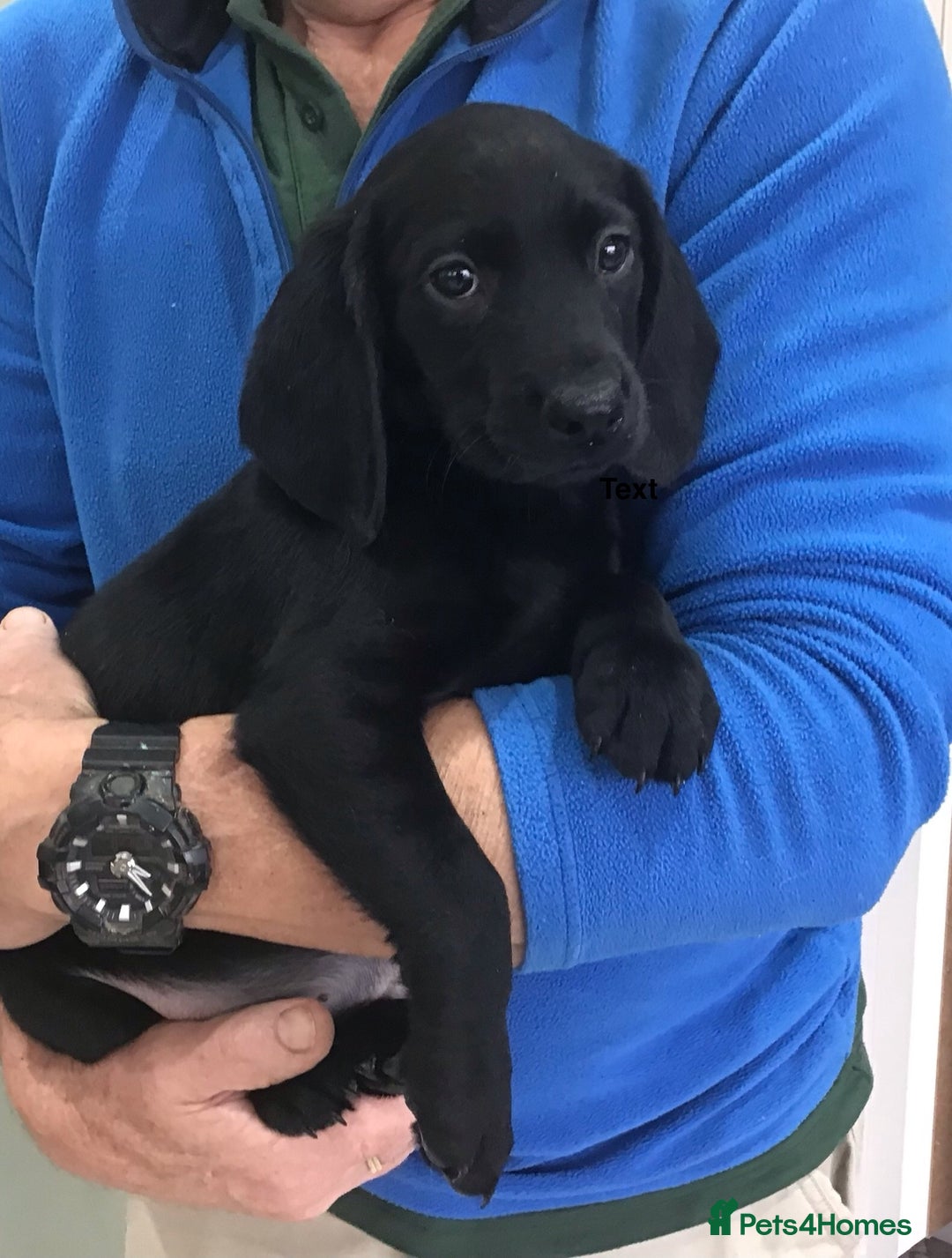 Cocker Spaniel dogs for stud: MERLIN…FOR STUD ONLY - Advert 4