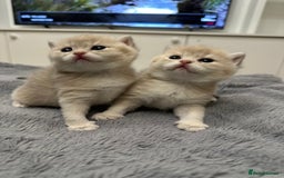 British Shorthair cats for sale: British Shorthair Golden & Bluegolden kitten GCCF - Image 10