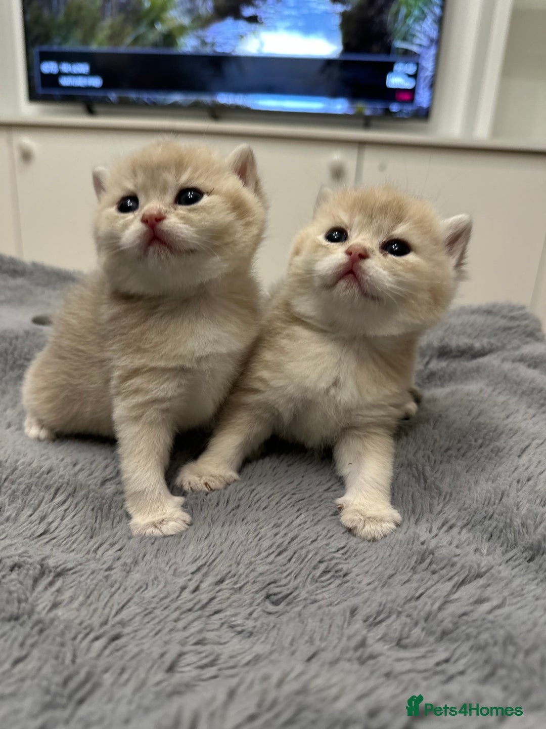 British Shorthair cats for sale: British Shorthair Golden & Bluegolden kitten GCCF - Image 10