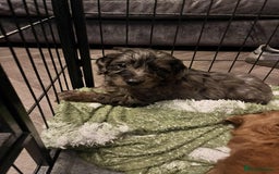 Cockapoo dogs for sale: Stunning f1 cockapoo puppies  - Image 2