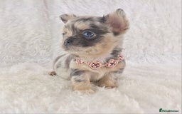 Chihuahua dogs for sale: Chihuahua X French Bulldog Puppies  - Image 12