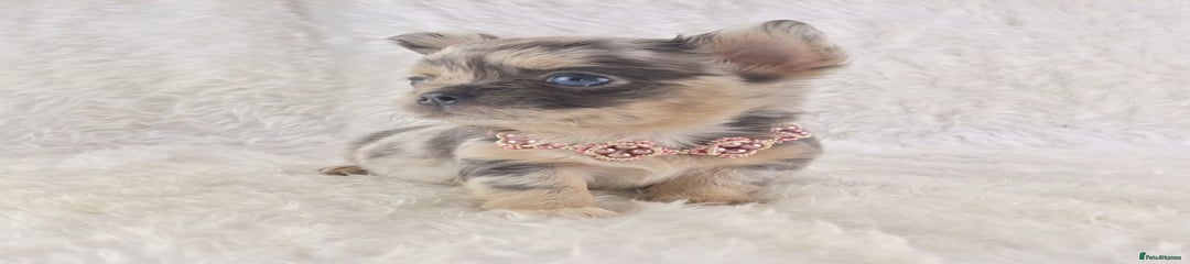🩷Blue and Tan Merle Girl 🩷