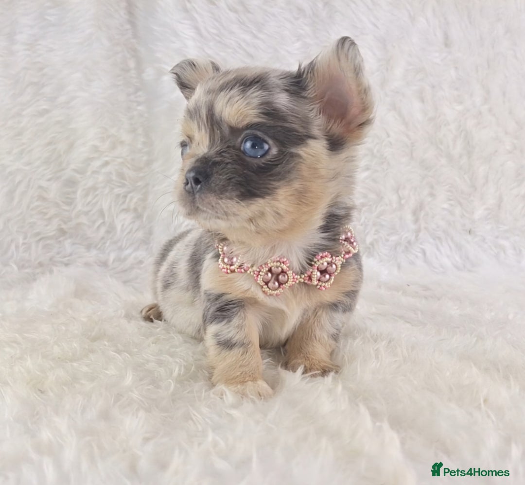 Chihuahua dogs for sale: Chihuahua X French Bulldog Puppies  - Image 12