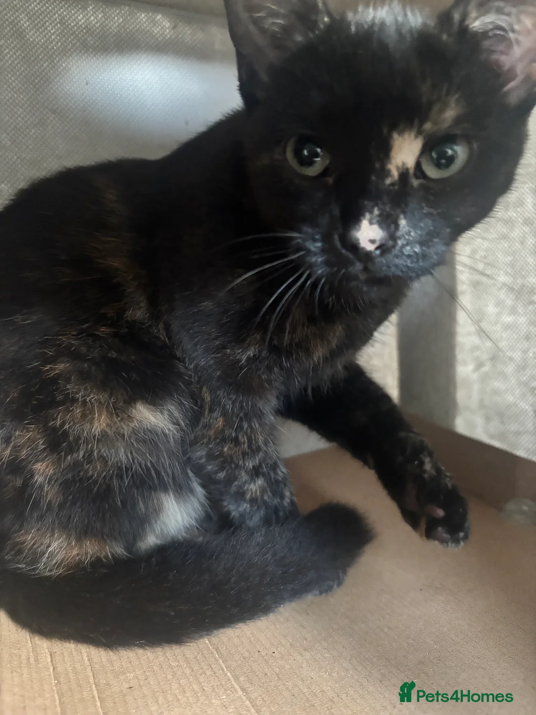 British Shorthair cats for sale: Two young female kittens for sale  in Cromer - Advert 3