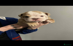 English Bulldog dogs for sale: DWKC STUNNING ENGLISH BULLDOGS. - Image 19
