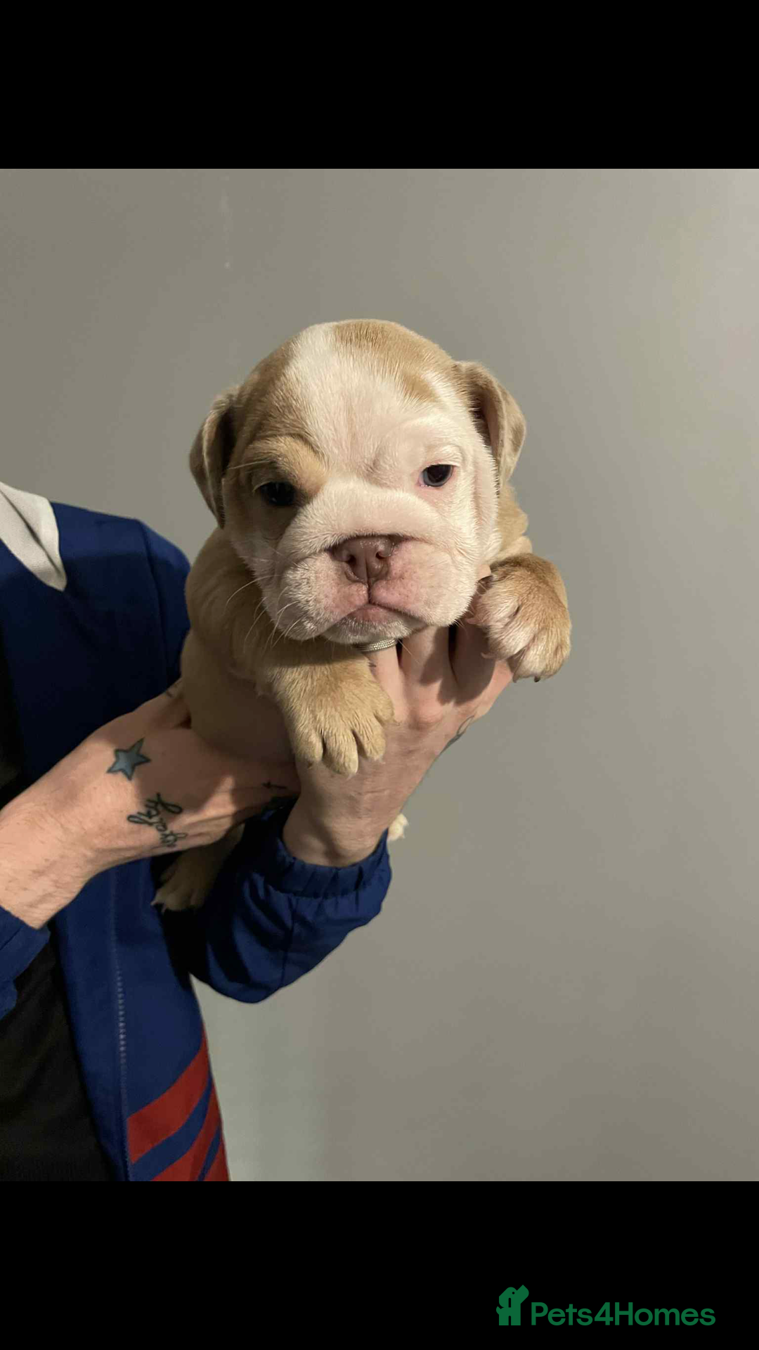 English Bulldog dogs for sale: DWKC STUNNING ENGLISH BULLDOGS. - Image 19