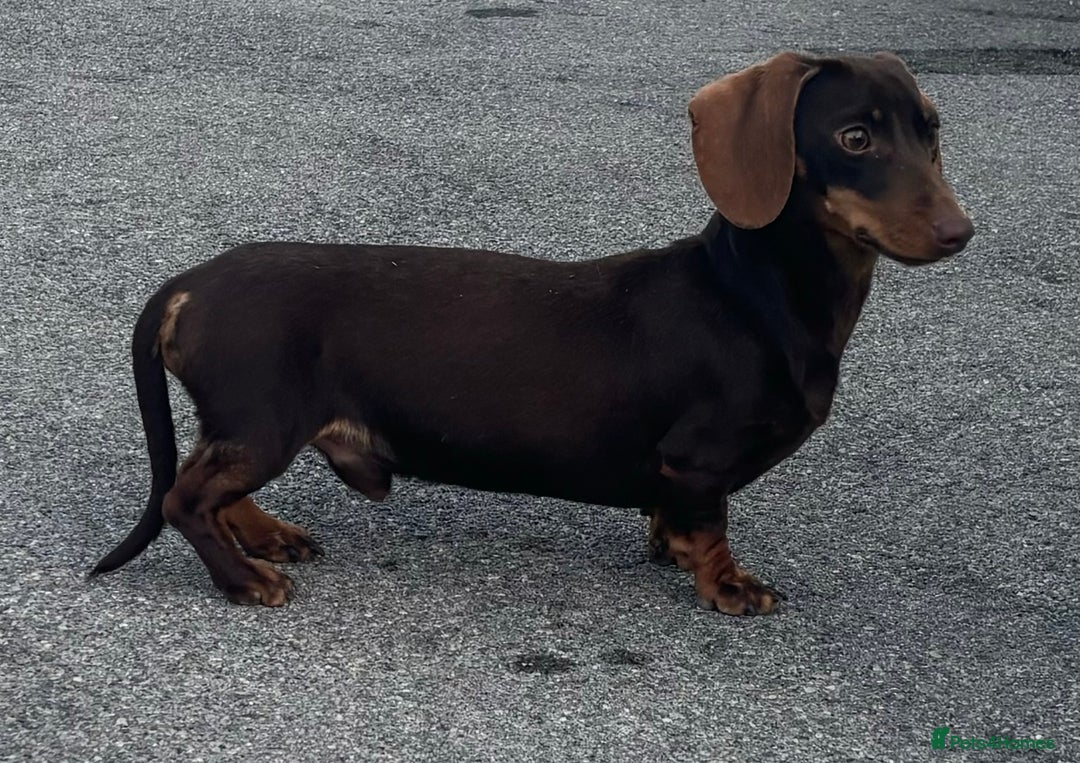 Miniature Dachshund dogs for stud:  miniature dachshund for stud  in Salisbury - Advert 3