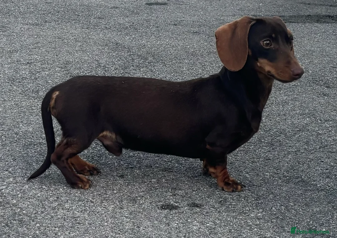 Miniature Dachshund dogs for stud:  miniature dachshund for stud  in Salisbury - Advert 3