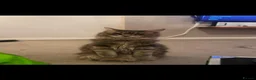 Ragcoon cats for sale: Beautiful raccoon kittens  - Advert 7