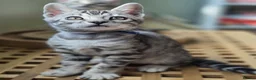 Bengal cats for sale: Gorgeous Health Tested Bengal Kittens  - Advert 5
