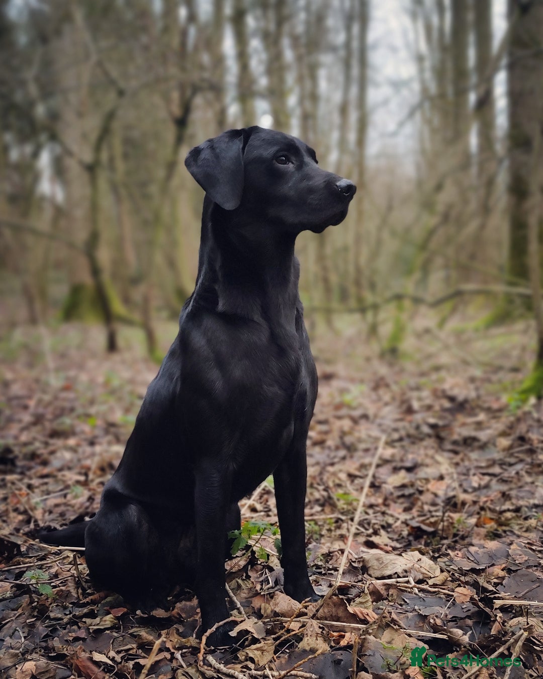 Labrador Retriever dogs for stud: Black Labrador Stud Dog Working  in Ellesmere - Image 1