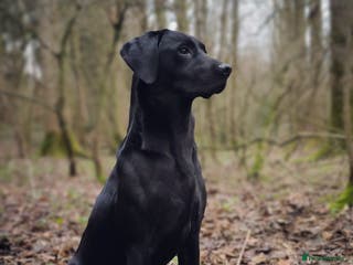 Labrador Retriever dogs Black Labrador Stud Dog Working in Ellesmere - Advert 20