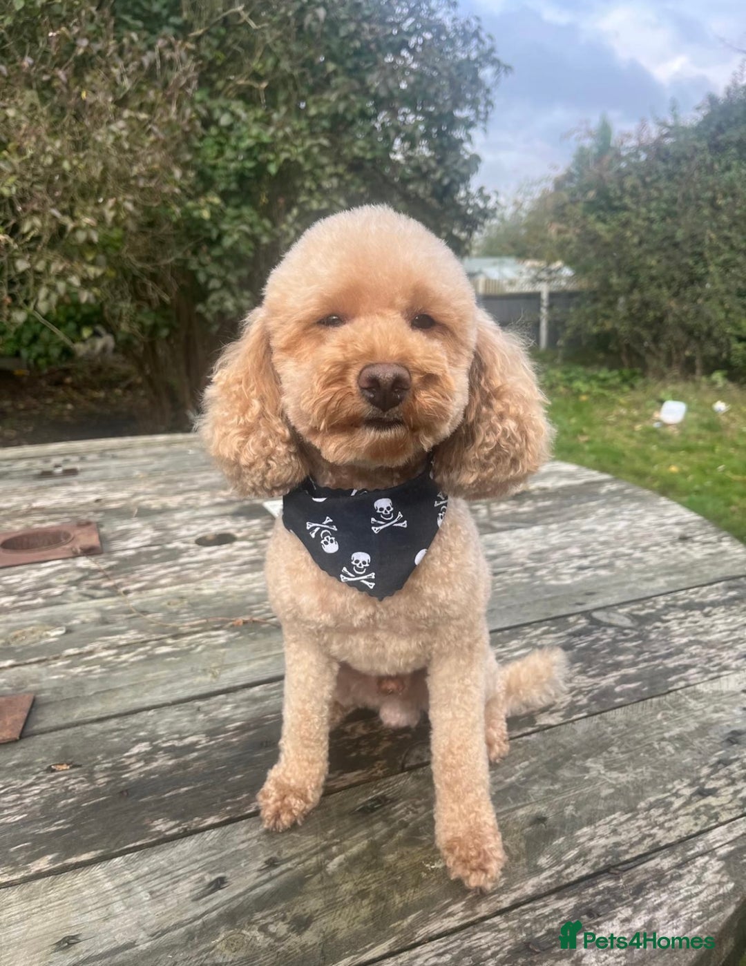 Cavapoo dogs for sale: The Cutest F1B Cavapoo Puppies For Sale! - Image 7