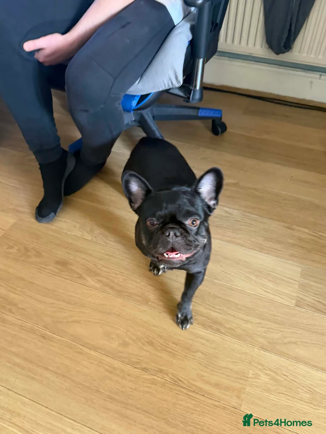 Mixed Breed dogs for sale: Fred the frenchie - Advert 8
