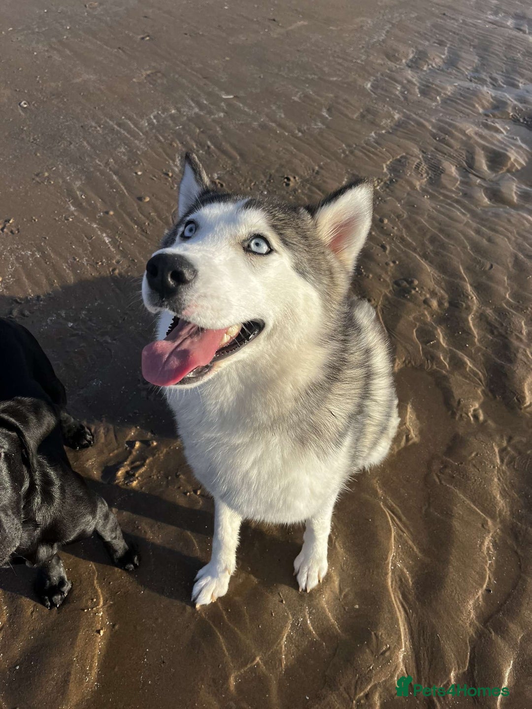 Mixed Breed dogs for sale: Labsky puppies  - Advert 1